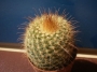 Пародия (Parodia aureiceps)