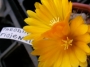 Пародия (Parodia riojensis)
