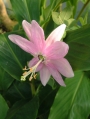 Пасифлора молисима, семена (Passiflora mollisima)