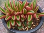 Пеперомия (Peperomia Graveolens)
