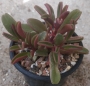Пеперомия (Peperomia Graveolens)