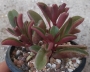 Пеперомия (Peperomia Graveolens)