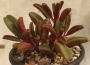 Пеперомия (Peperomia Graveolens)