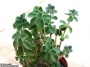 пеперомия peperomia