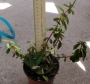 Пеперомия (Peperomia verticillata)