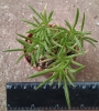 Пеперомия, Щастливо бобче (Peperomia Ferreyrae Peperomia Amigo Green Split Happy Bean)
