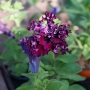 Петуния  каскадна (Petunia Priscilla)