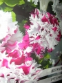Петуния, семена (Petunia grandiflora)