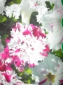 Петуния, семена (Petunia grandiflora)