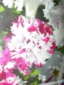 Петуния, семена (Petunia grandiflora)