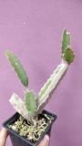 Питахая, Драконов плод, семена (Hylocereus undutatus, Pitahaya)