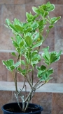 Питоспорум вариегатен (Pittosporum)