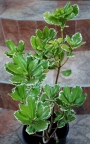 Питоспорум вариегатен (Pittosporum)