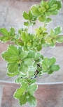 Питоспорум вариегатен (Pittosporum)