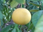 Помело (Citrus grandis)