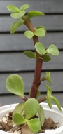 Портулакария (Portulacaria afra)