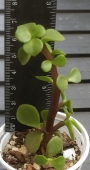 Портулакария (Portulacaria afra)