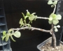 Портулакария (Portulacaria afra)