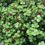 Портулакария (Portulacaria afra)