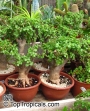 Портулакария (Portulacaria afra)