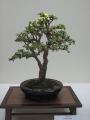 Портулакария (Portulacaria afra)
