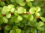 Портулакария (Portulacaria afra)