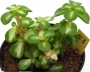 портулака тученицови portulacaceae