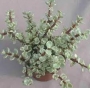 Портулакария (Portulacaria afra variegata)