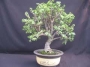Портулакария (Portulacaria afra variegata)