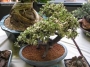 Портулакария (Portulacaria afra variegata)