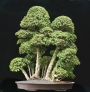 Портулакария (Portulacaria afra variegata)