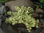 Портулакария (Portulacaria afra variegata)