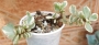 Портулакария (Portulacaria afra variegata)