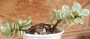 Портулакария (Portulacaria afra variegata)