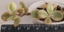 Портулакария (Portulacaria afra variegata)