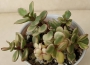 Портулакария (Portulacaria afra variegata)