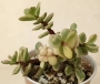 Портулакария (Portulacaria afra variegata)