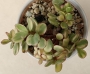 Портулакария (Portulacaria afra variegata)
