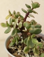 Портулакария (Portulacaria afra variegata)