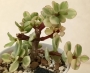 Портулакария (Portulacaria afra variegata)