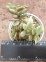 Портулакария (Portulacaria afra variegata)
