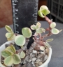 Портулакария (Portulacaria afra variegata)