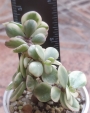 Портулакария (Portulacaria afra variegata)