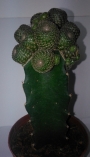 Присадка Сулкуребуция и Еуфорбия (Graft Sulcorebutia and Euphorbia)