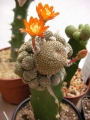 Присадка Сулкуребуция и Еуфорбия (Graft Sulcorebutia and Euphorbia)