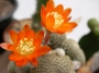 Присадка Сулкуребуция и Еуфорбия (Graft Sulcorebutia and Euphorbia)