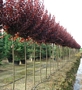 Прунус, червенолистна слива (Prunus Pisardi Nigra)