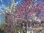 Прунус, червенолистна слива (Prunus Pisardi Nigra)