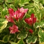 Пъстролистна Вайгела (Weigela Variegata)
