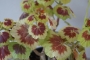 Пъстролистно Мушкато (Pelargonium)
